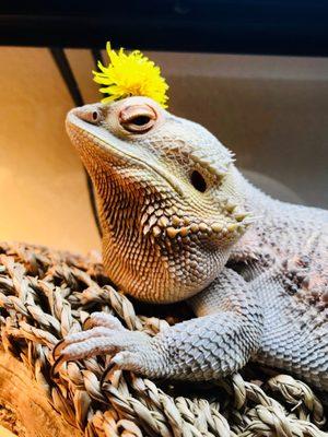 Our bearded dragon loves the food they supply here.