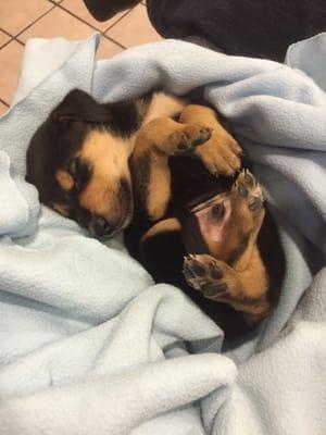 Puppy's first visit to the vet