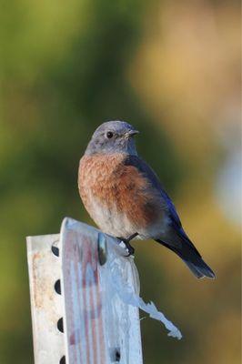 Western Bluebird