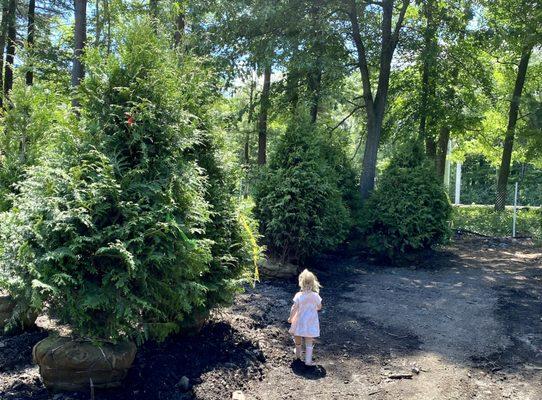 Green Giant Arborvitae grown locally at our own Mass Tree Nursery. See them at Hopkinton Stone and Garden