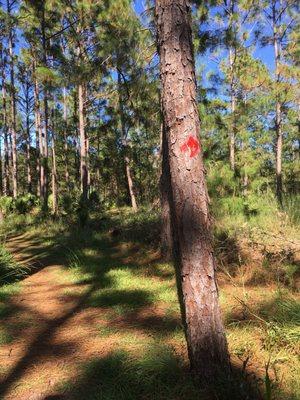 Marks for the Red trail.