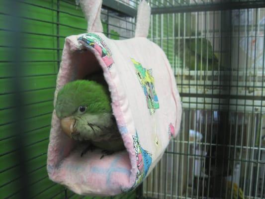 A Quaker in one of Ramona's "birdie beds".