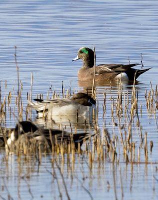 American Wigeon in back with the striking green eye patch and Northern Pintails in front sleeping