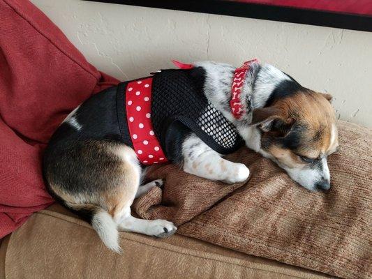 Lilly has a new polkadot summer vest from Hummingbird Creations by Judi. Hummingbirdcreations@msn.com