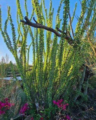 Beautiful cacti