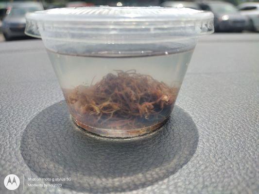 Picked up live worms for the frogs, fish, and snails! Who's the best Mommy?!? Lol 07/20/2023