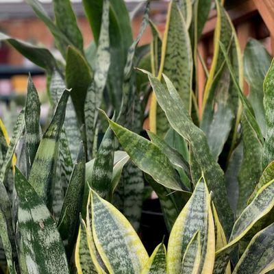 snake plant