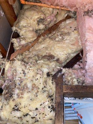 Rodent droppings and rat infestation in attic insulation