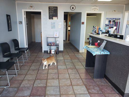 Our welcome reception area, along with one of our clinic cats Mr. Big.