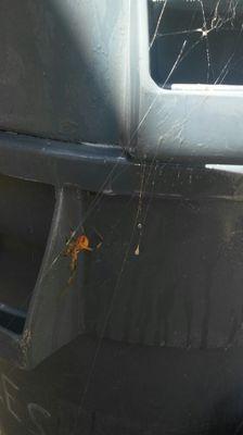 BEWARE! Brown Widow spiders love to build webs on the lips of your trashcans.