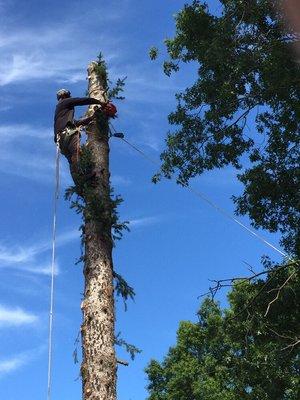 Tree Removal in Commack