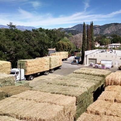 American hay. nice hay