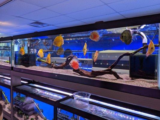 A tank with a dozen or so juvenile Discus of very unique strains.