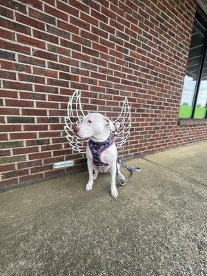 My pup after her much needed bath.