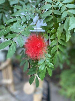 This gorgeous tree next to the waterfall in the tropical garden usually blooms in December, but this year it bloomed early in November!