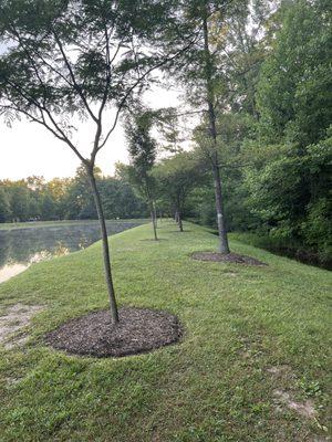 Neat alley walk by the ponds.