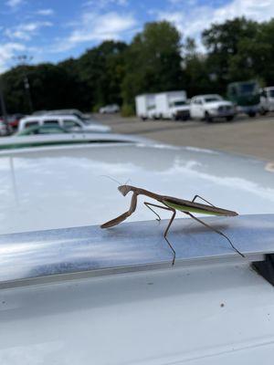 This guy was just hanging out at the auction today