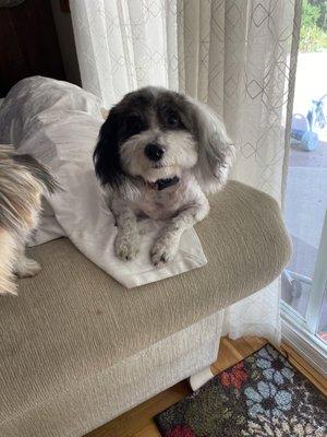 Lola, look at those cute fluffy ears and perfectly cut paws and nails