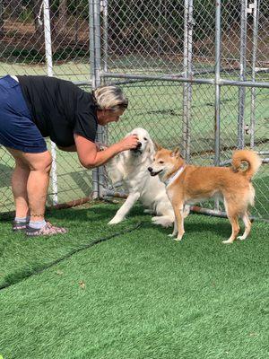 My dog Ronin is the shiba inu. He was having a great time playing outside with the other dogs.