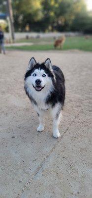 Buster at Claremont pooch park