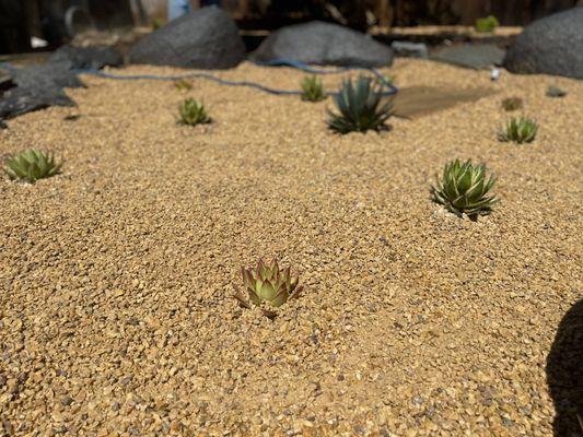 Garden Transformation - Desert Style