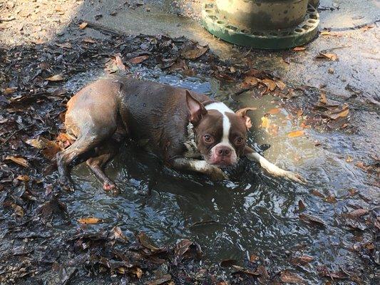 My dog loves to play in the mud even if the dogs are peeing in it. Ugh!