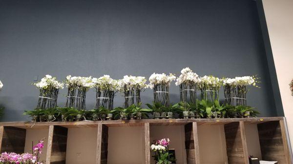 Row of white double spike orchids