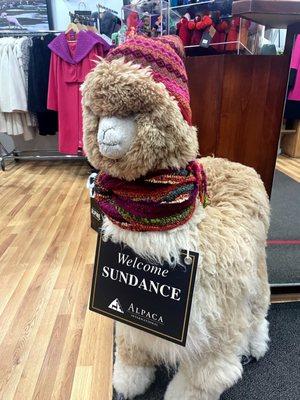 Adorable alpacas and alpaca products