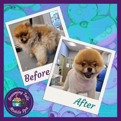 Pomeranian before and after Full Service Groom plus De-Shed Package,
 
 Grooming Tails Mobile Spa
 Book Your Appointment!!!
 1-928-456-7387