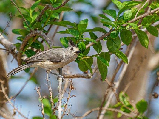 Tufted Titmouse among the more common sightings at the park in spring