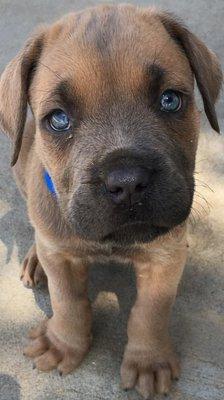 Kane-7 weeks old (Cane Corso)