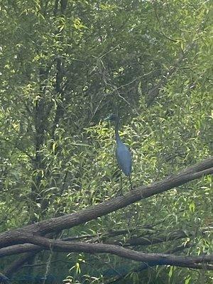 Tri Colored Heron.