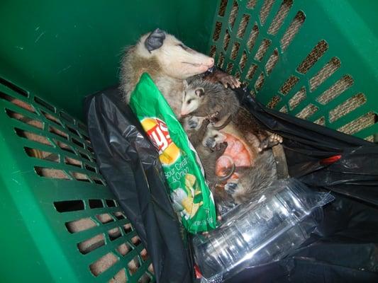 Opossum sleeping with her young