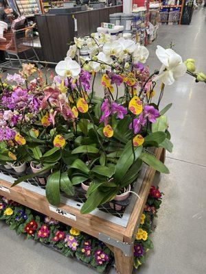 Orchids and other flowers for sale.