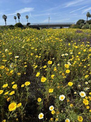 Batiquitos North Bluff Trail