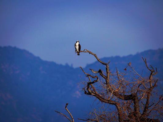 A majestic Osprey watching out for fish over the Santa Fe Reservoir!