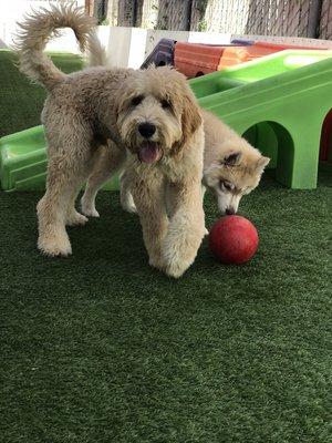 Ted & Ruby playing ball