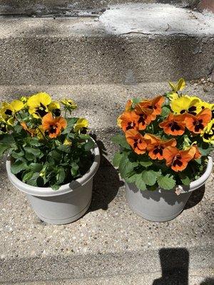 Pansies