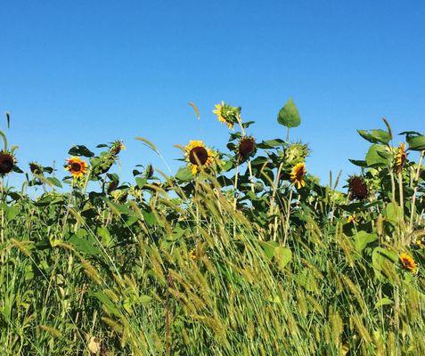 Sunflower field