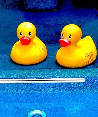 Pool ducks