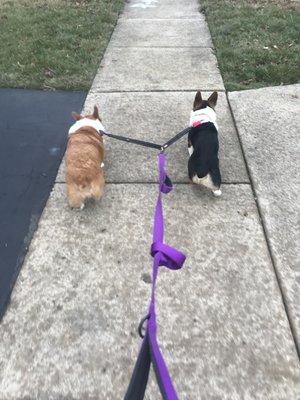 Corgi butts!