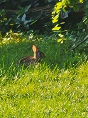 7.27.24 saw this rabbit out back.  Very thin blankets here.