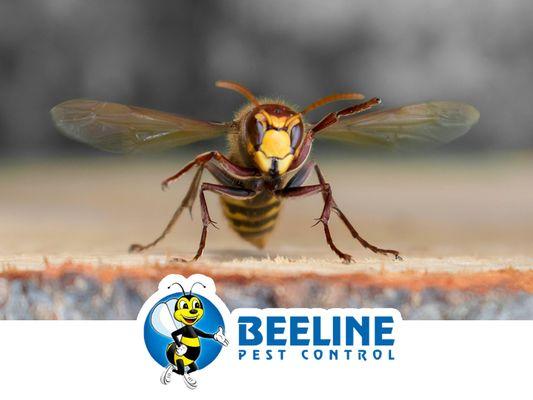 Beeline Pest Control