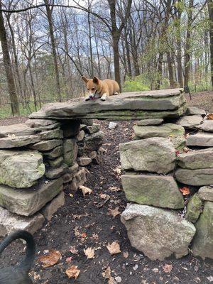 The rock formation that the pups liked to climb on.