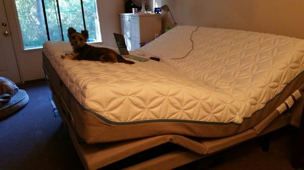 Our dog already loves our new king sized tempurpedic mattress with the ergo plus base!