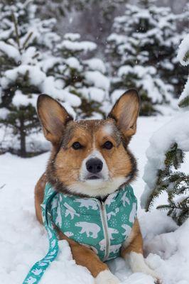 My dog's photo shoot at Addison Oaks Christmas Tree Farm!