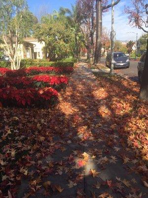 On my way to my Dr..It is a beautiful street and always find parking on Wetherly St( A block north of Wilshire)