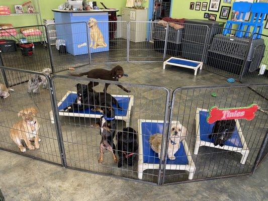 Southpaws Playschool for Dogs and Puppies