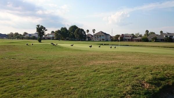 Poultry on green.