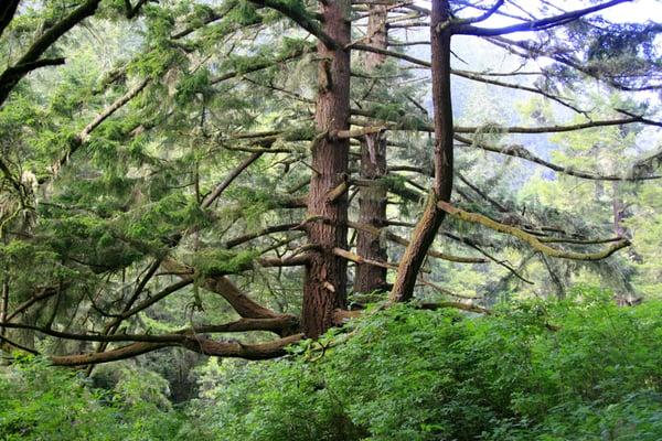 Amazing old growth Douglas fir near Site 005.